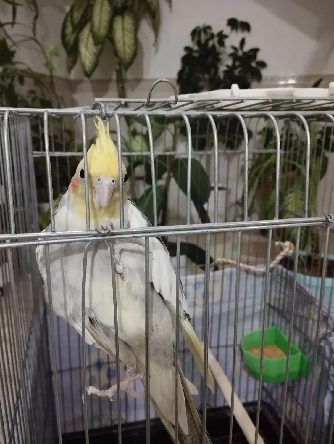 عروس هلندی|پرنده|رزن, |دیوار