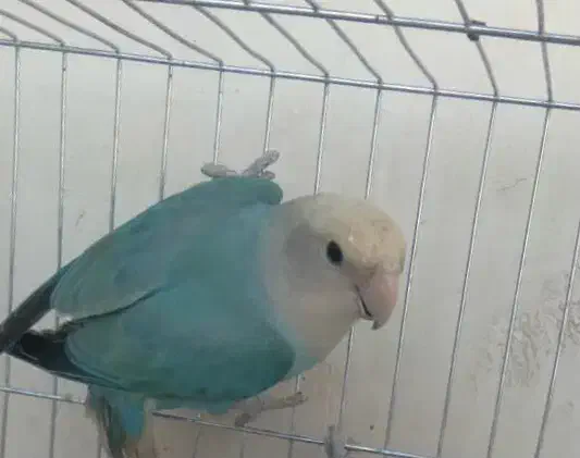 طوطی کوتوله ماده|پرنده|داراب, |دیوار