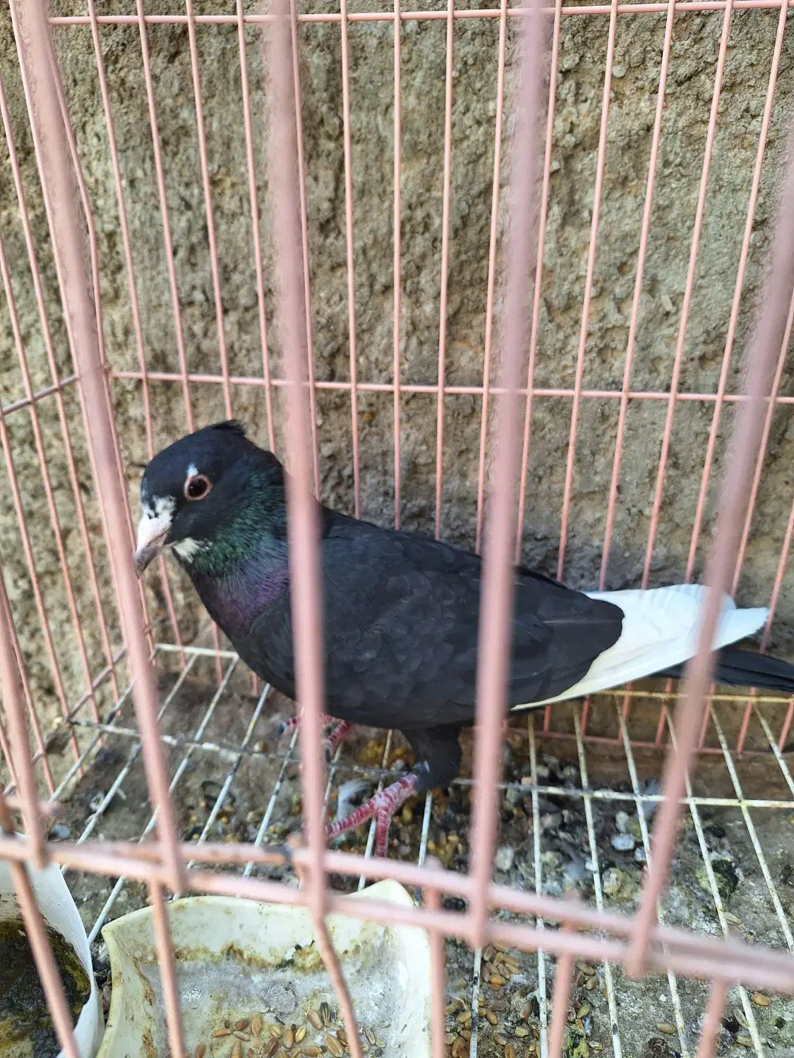 سینه ای پلنگ|پرنده|راور, |دیوار