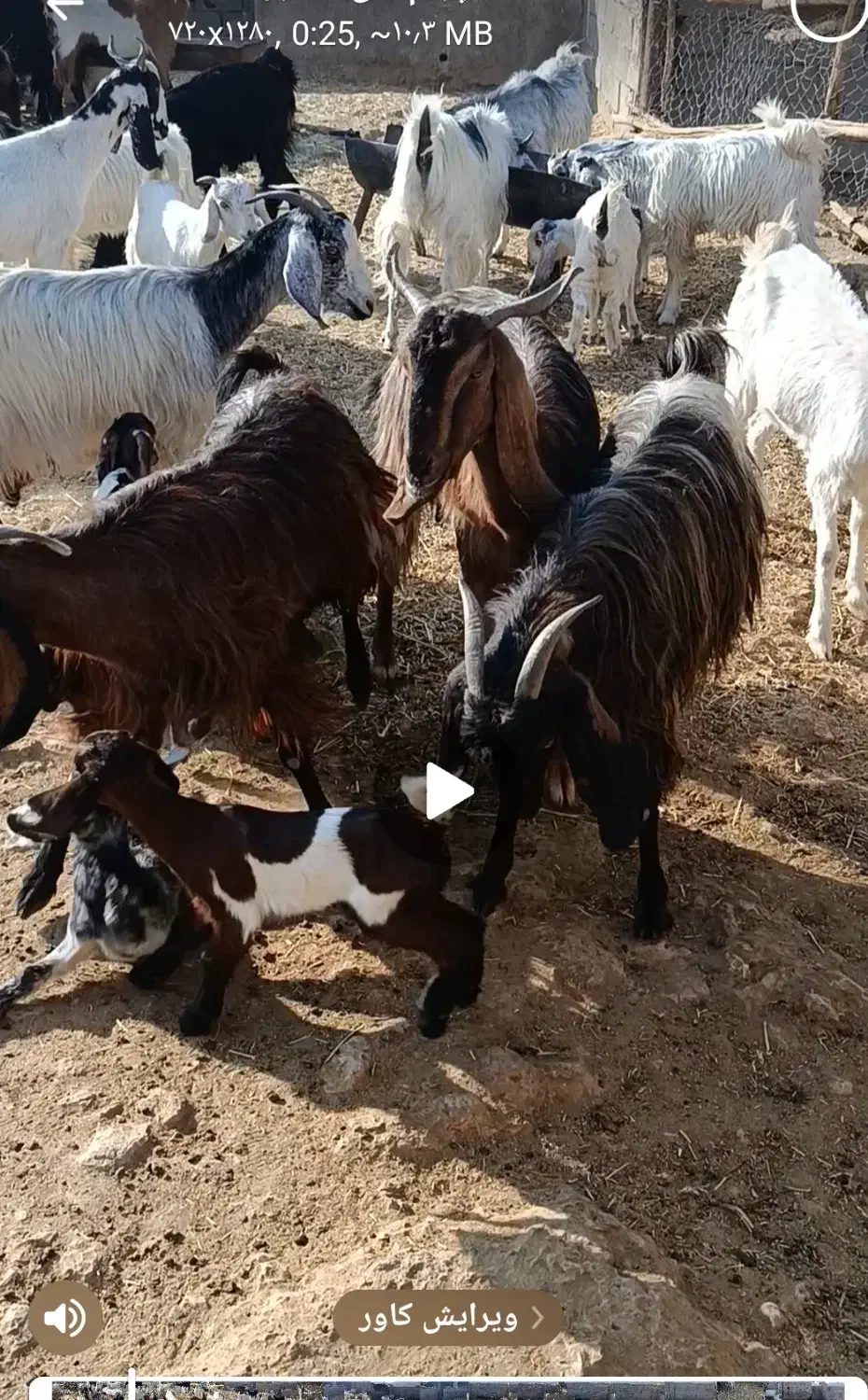 18رآس بز جوان داشتی کهره دار|حیوانات مزرعه|شیراز, صاحب الزمان|دیوار