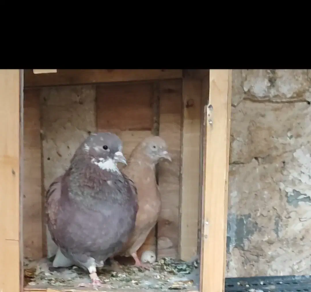 کفتر گم شده|حیوانات|ساوه, |دیوار