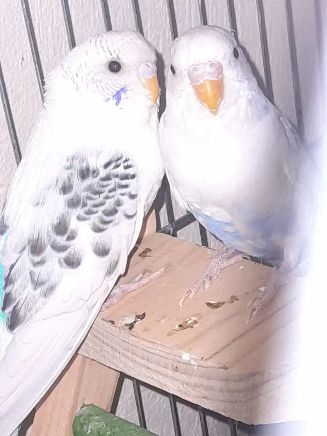 دو جفت مرغ عشق|پرنده|اصفهان, فروردین|دیوار