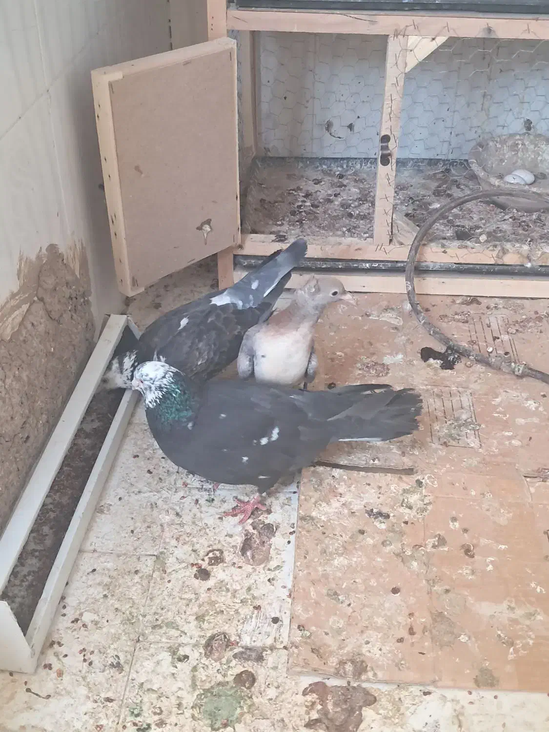 کفتر جفتگاه قفس جفتگاه|پرنده|مشهد, هدایت|دیوار