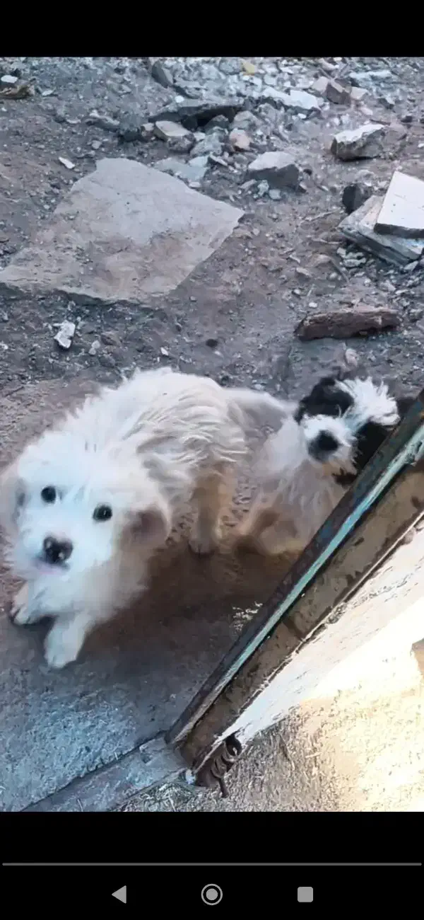 پاکوتاه خوشگل|سگ|تربت جام, میان جام|دیوار