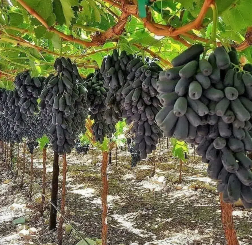 نهالستان مهندس قاسمی تولید کننده انواع نهال|خدمات باغبانی و درختکاری|اسلام آباد, |دیوار