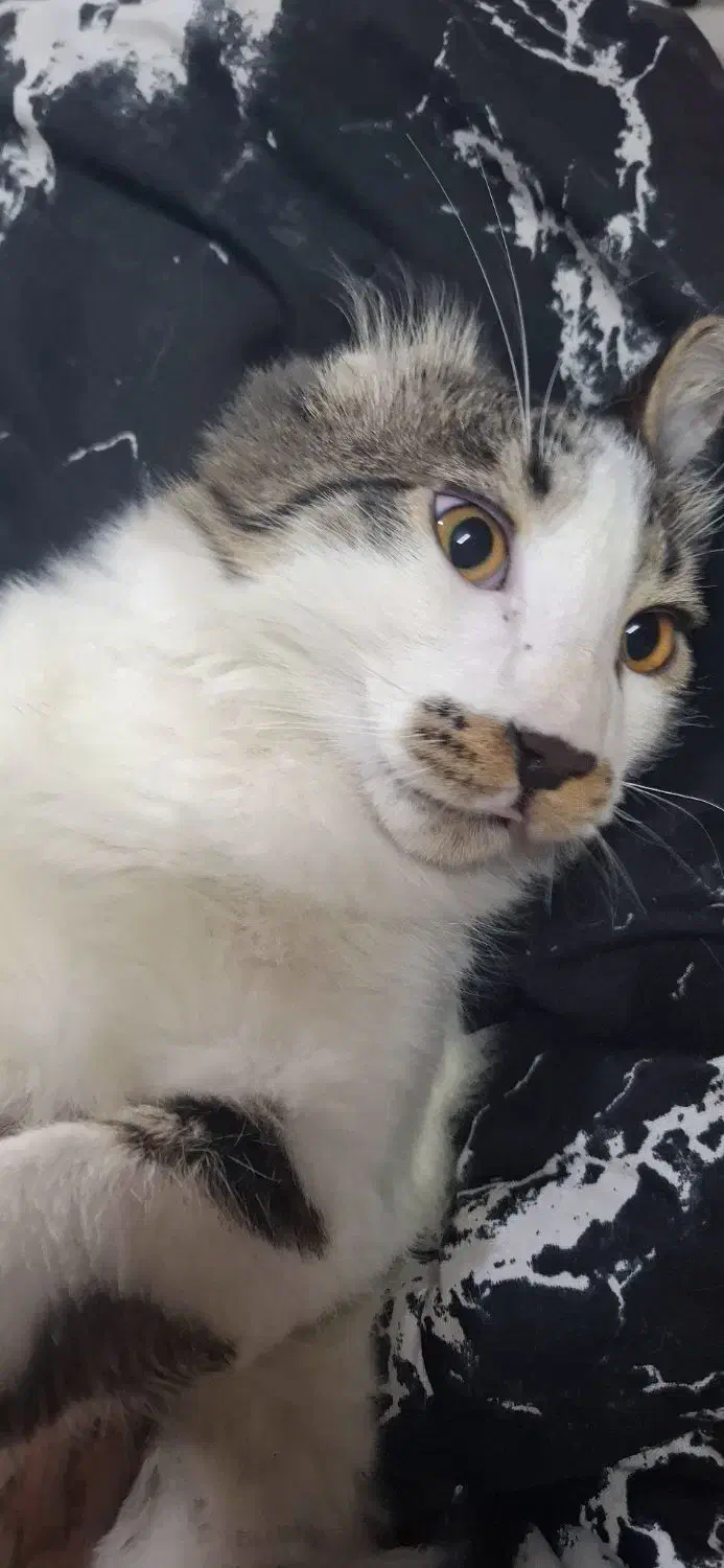 بچه گربه|گربه|چهارباغ, |دیوار