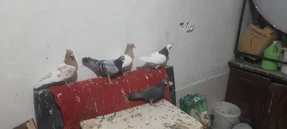 کبوتر،طوقی،سینه،کله، پلاکی|پرنده|مرودشت, تامین اجتماعی‎|دیوار