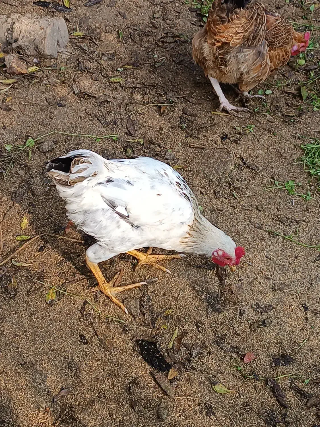 فروش خروس پنج ماهه|حیوانات مزرعه|املش, |دیوار