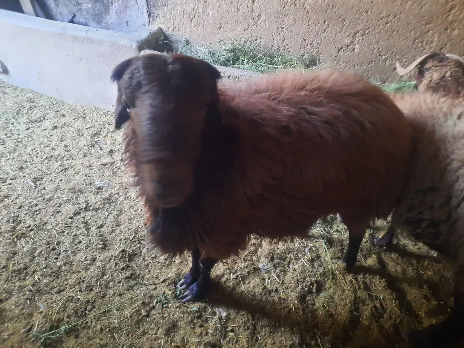 گوسفند نره چاق|حیوانات مزرعه|کاشان, دشت لتحر|دیوار