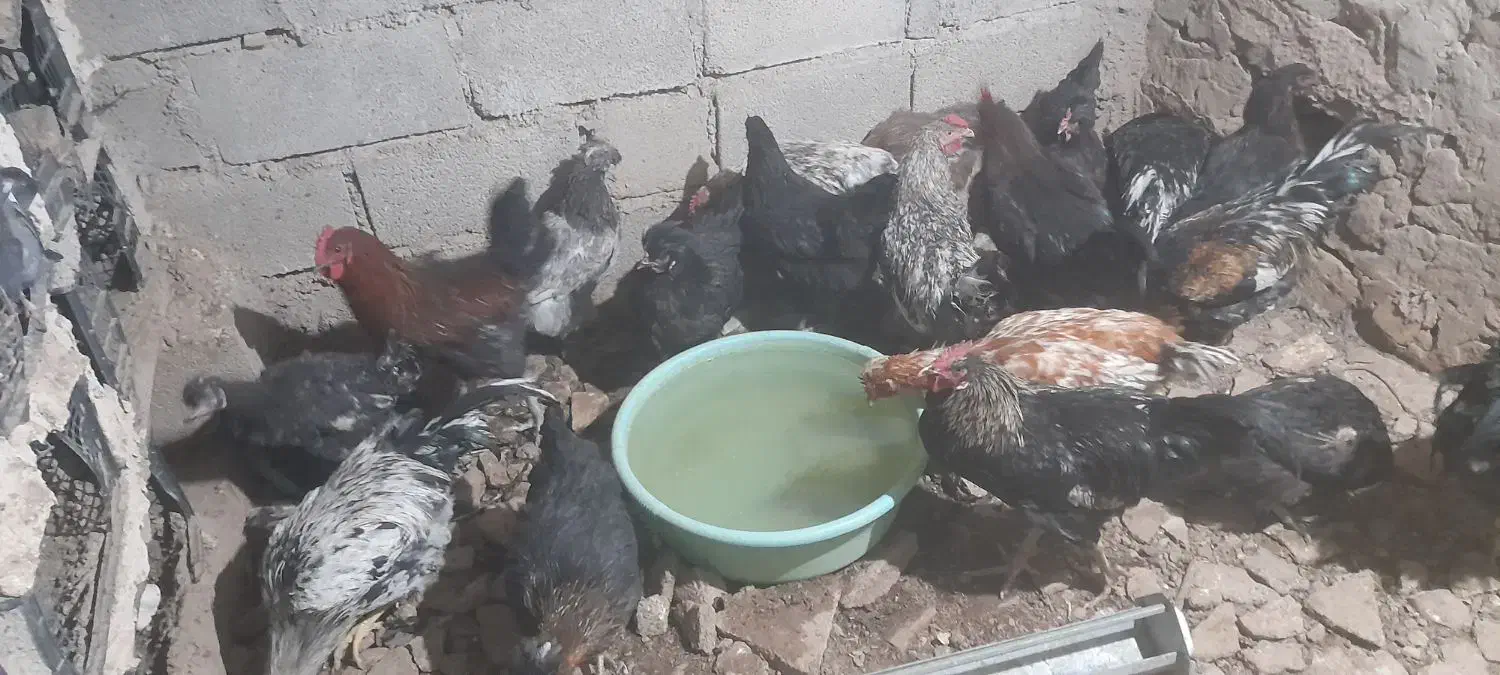مرغ وخروس گلپایگانی|حیوانات مزرعه|مسجد سلیمان, |دیوار