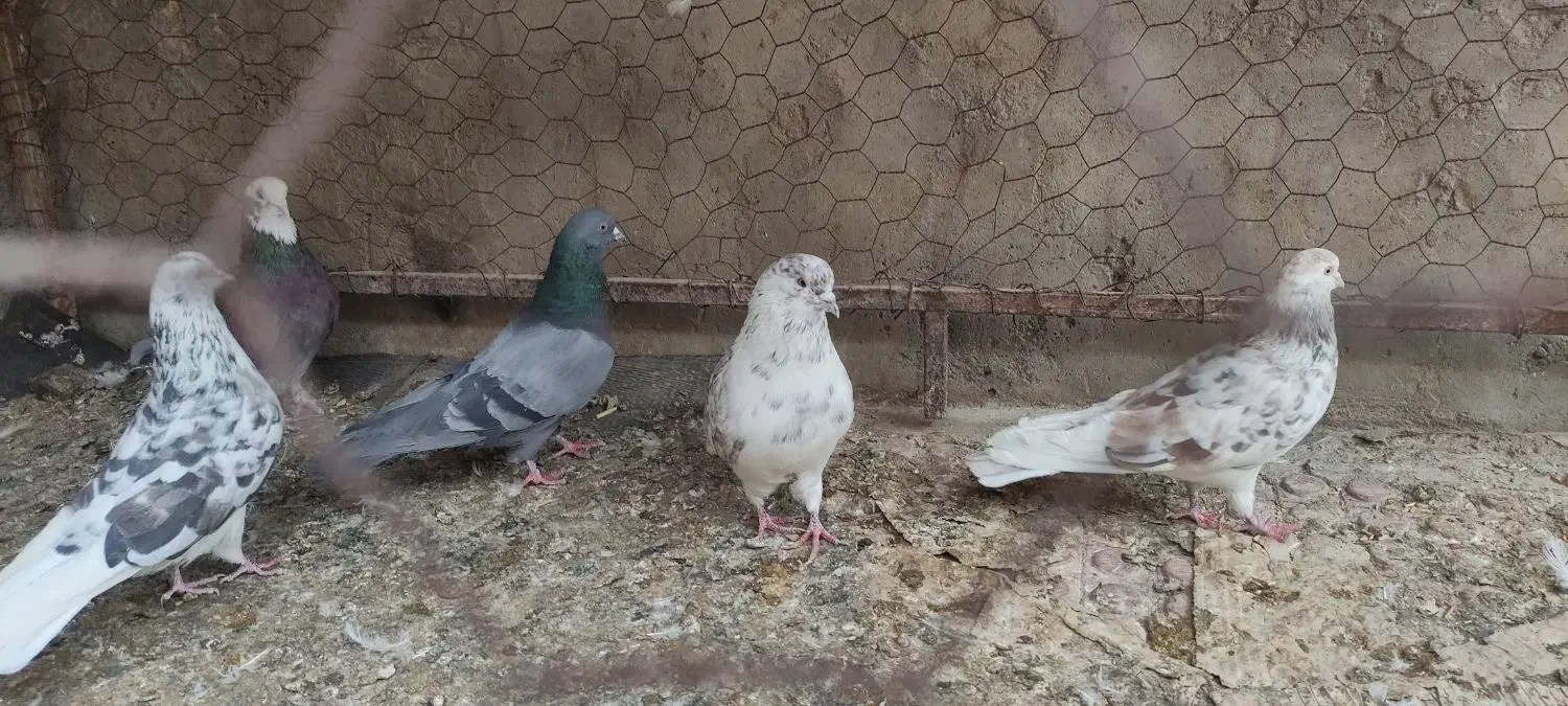 کبوتر|پرنده|مشگین شهر, |دیوار