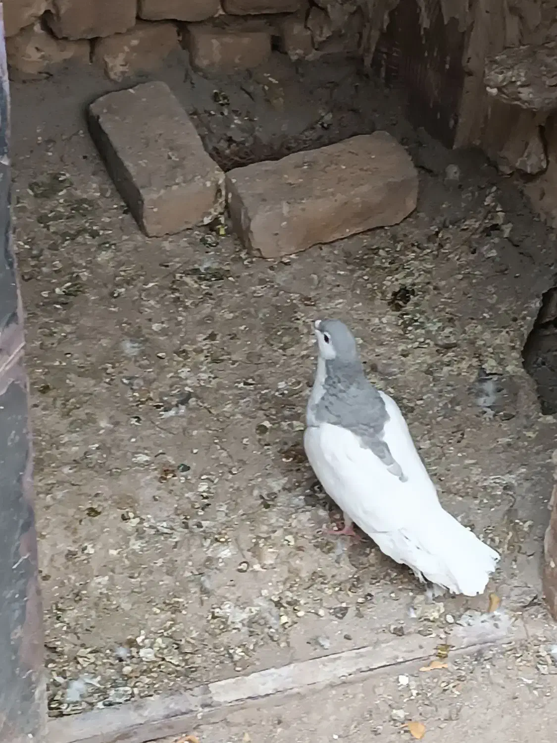 کفتر|پرنده|بردسکن, |دیوار