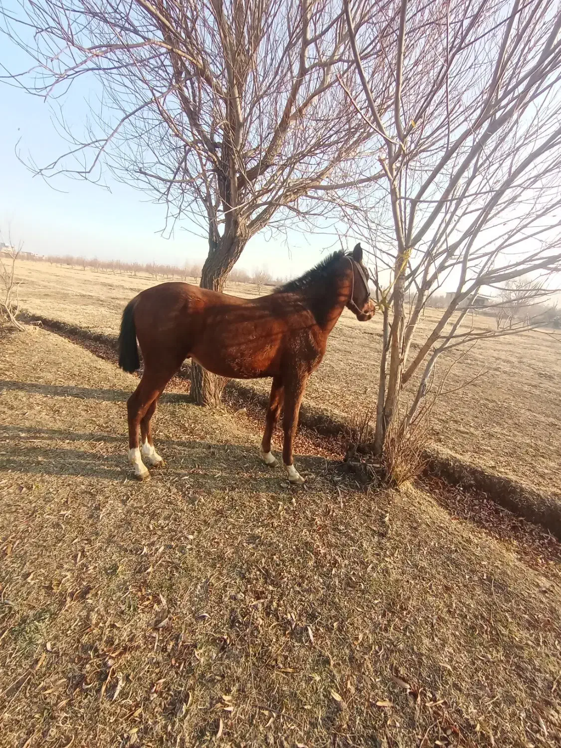 فروش کره اسب نریان|اسب و تجهیزات اسب‌سواری|ارومیه, |دیوار