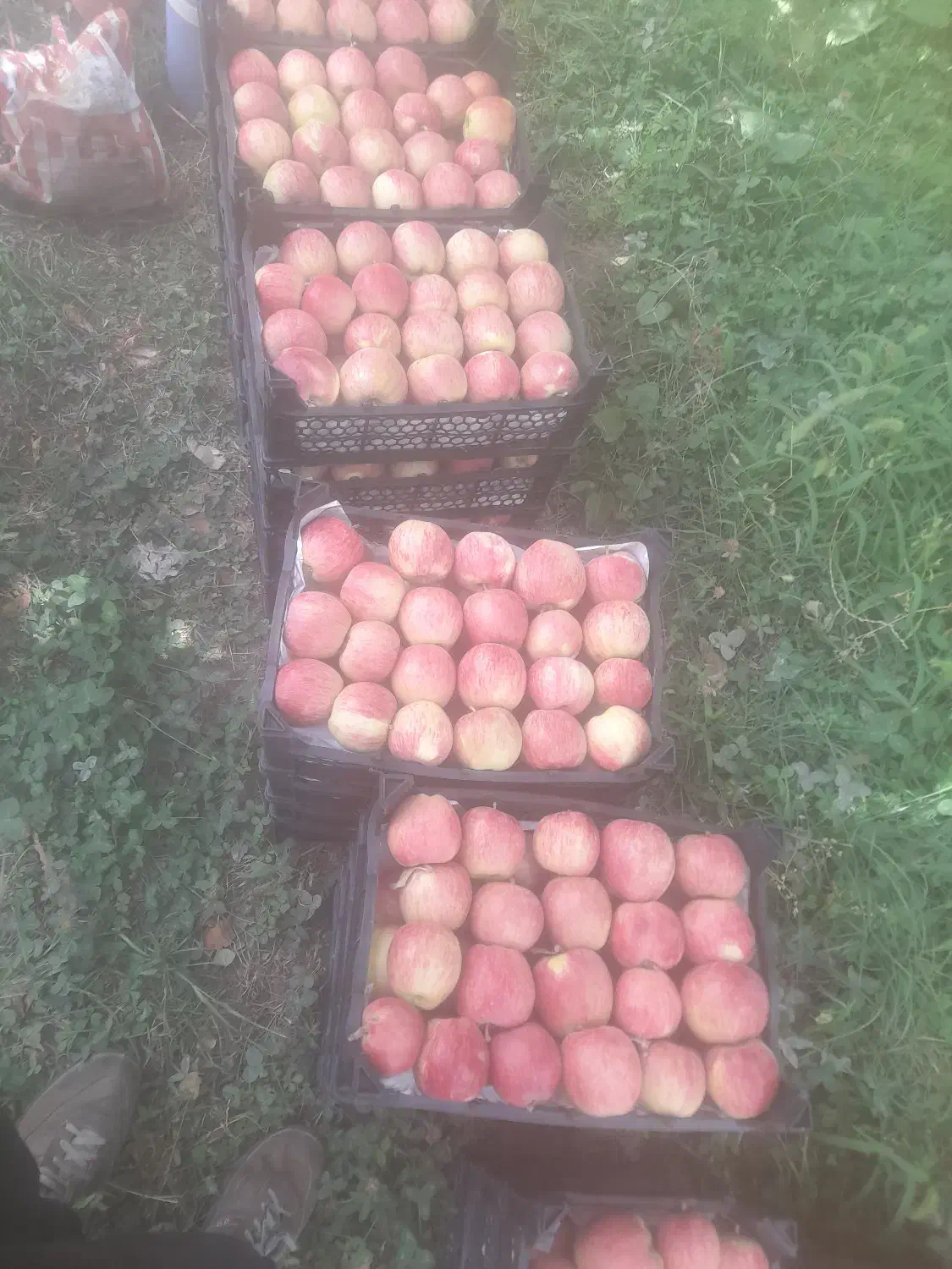 س ی ب   ز ر د   و    ق ر م ز|خوردنی و آشامیدنی|نهاوند, |دیوار