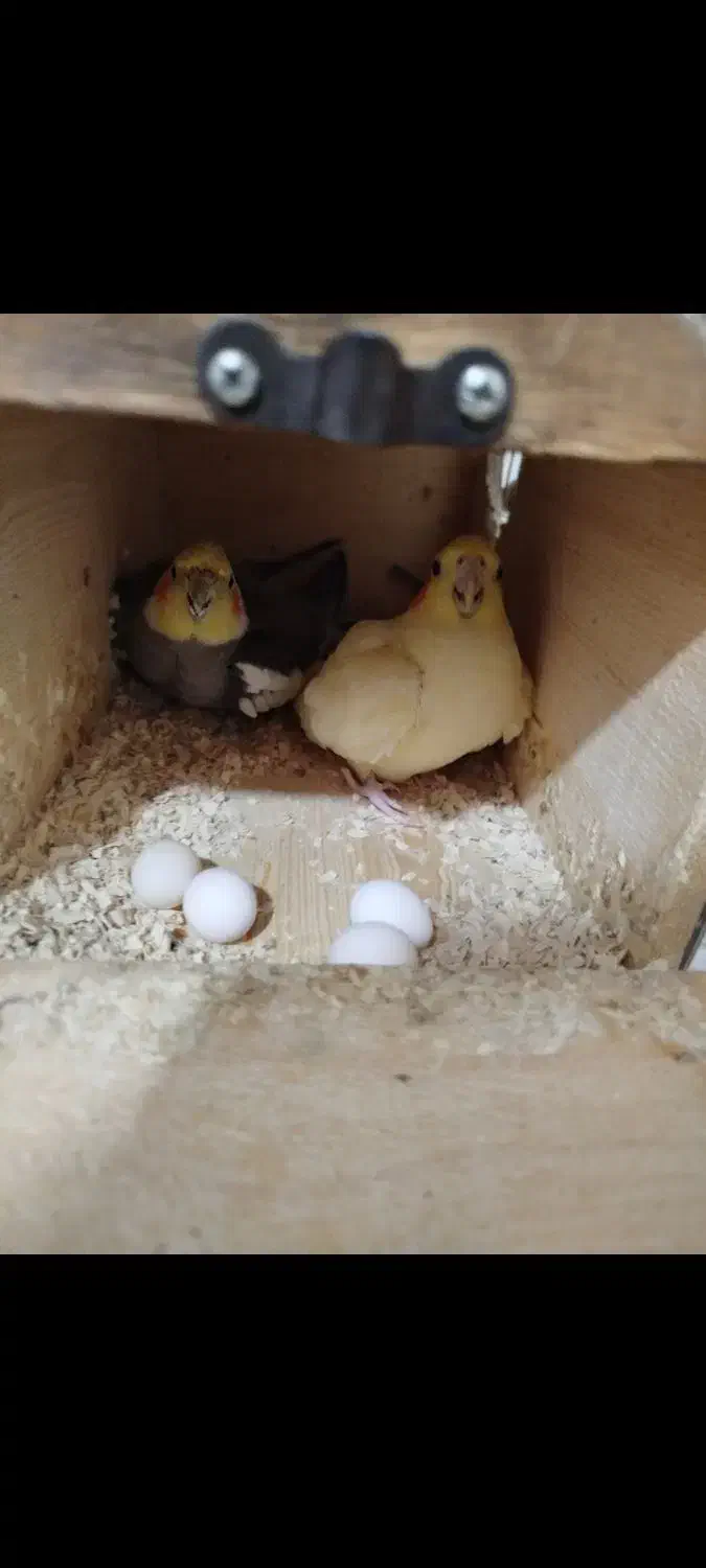 عروس هلندی|پرنده|یاسوج, |دیوار