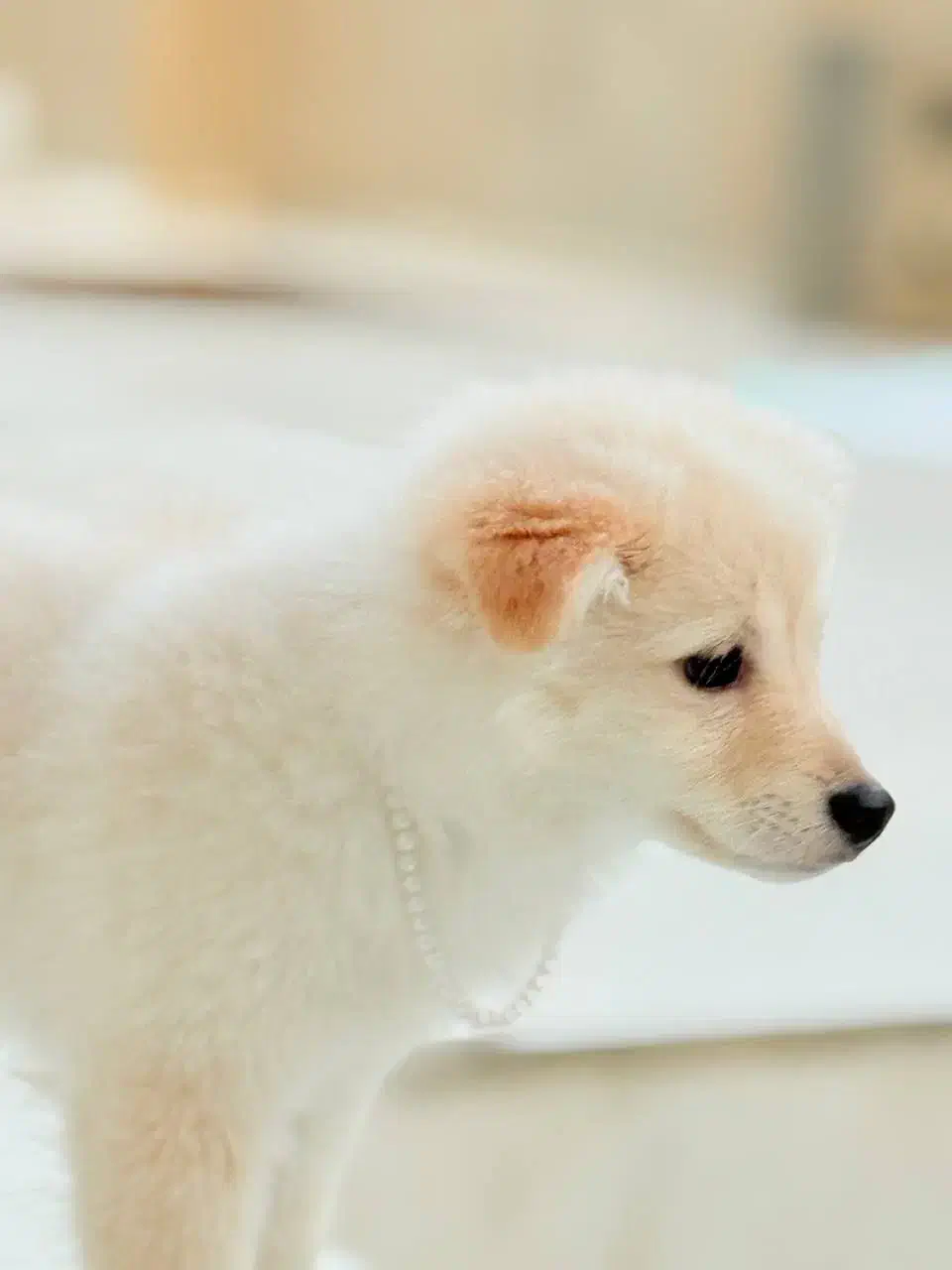 سگ پامر|سگ|بندر دیر, |دیوار