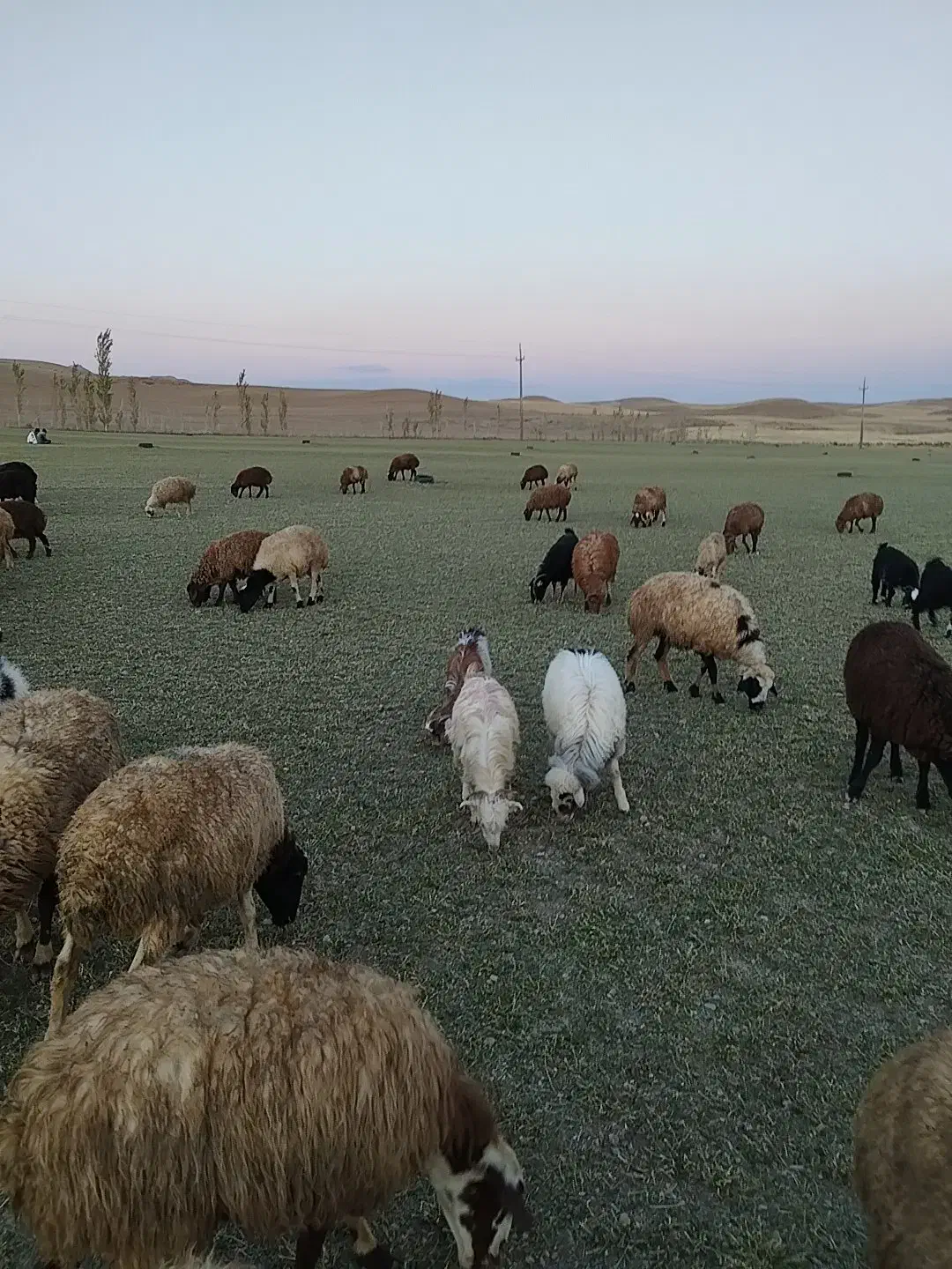 گوسفند یک گله۶۱عددی|حیوانات مزرعه|چنگ الماسی, |دیوار