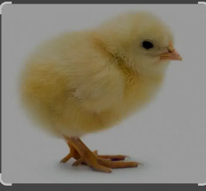 امتیاز مرغداری 20000قطعه|فروش دفتر صنعتی، کشاورزی، تجاری|زهک, |دیوار