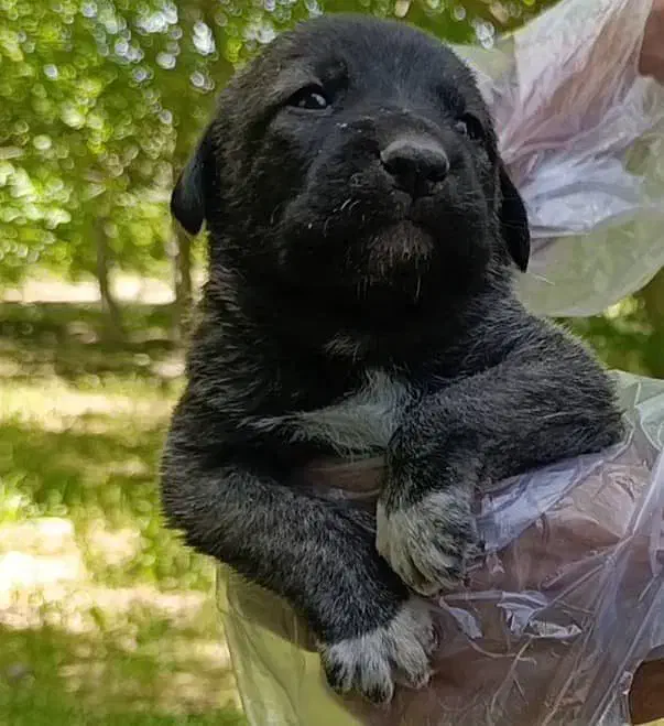 تو*له های سگ سرابی|سگ|اهواز, نادری|دیوار