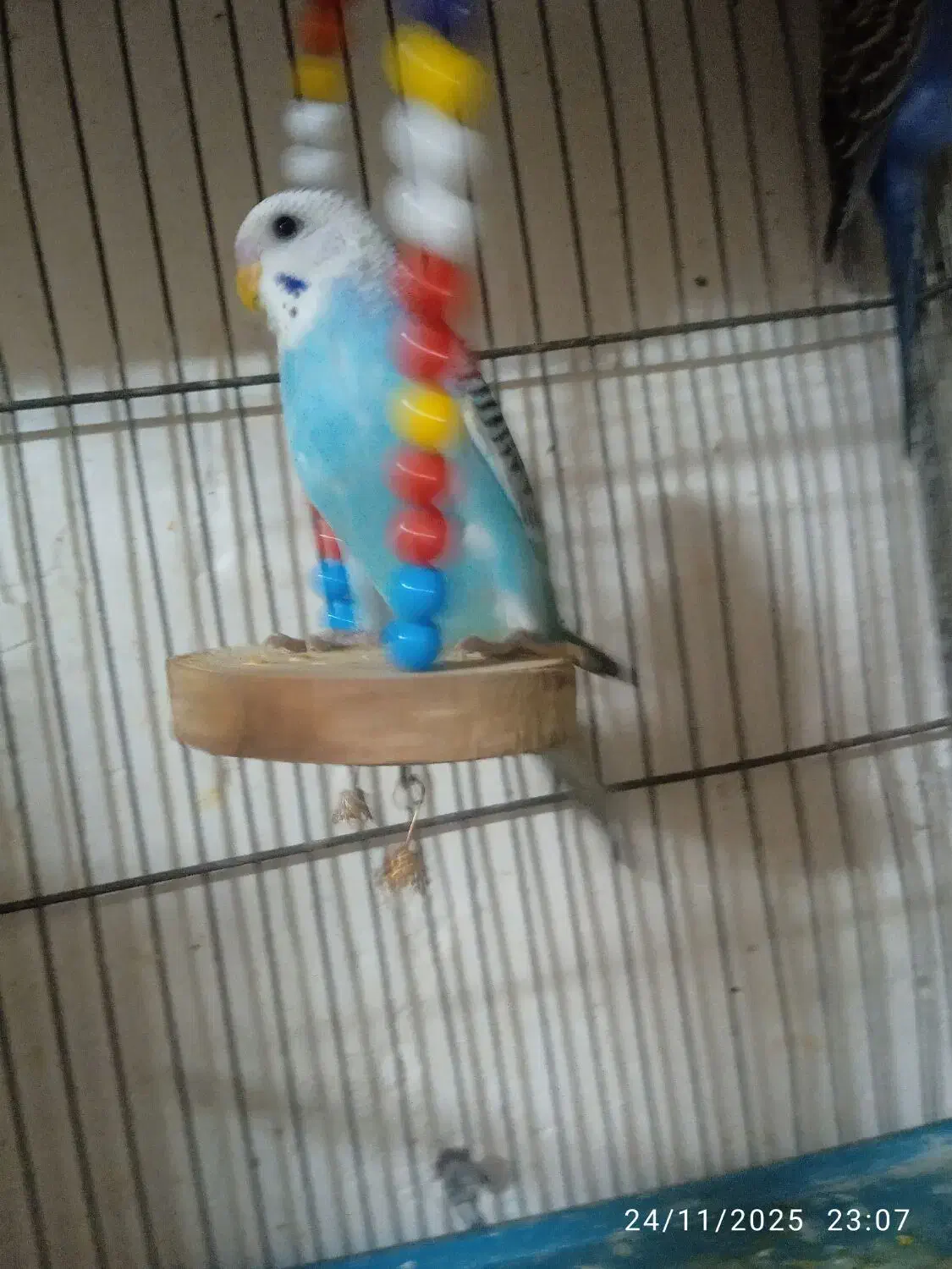 تعدادی مرغ عشق جوجه سرحال وزیبا ودستی|پرنده|بروجرد, |دیوار