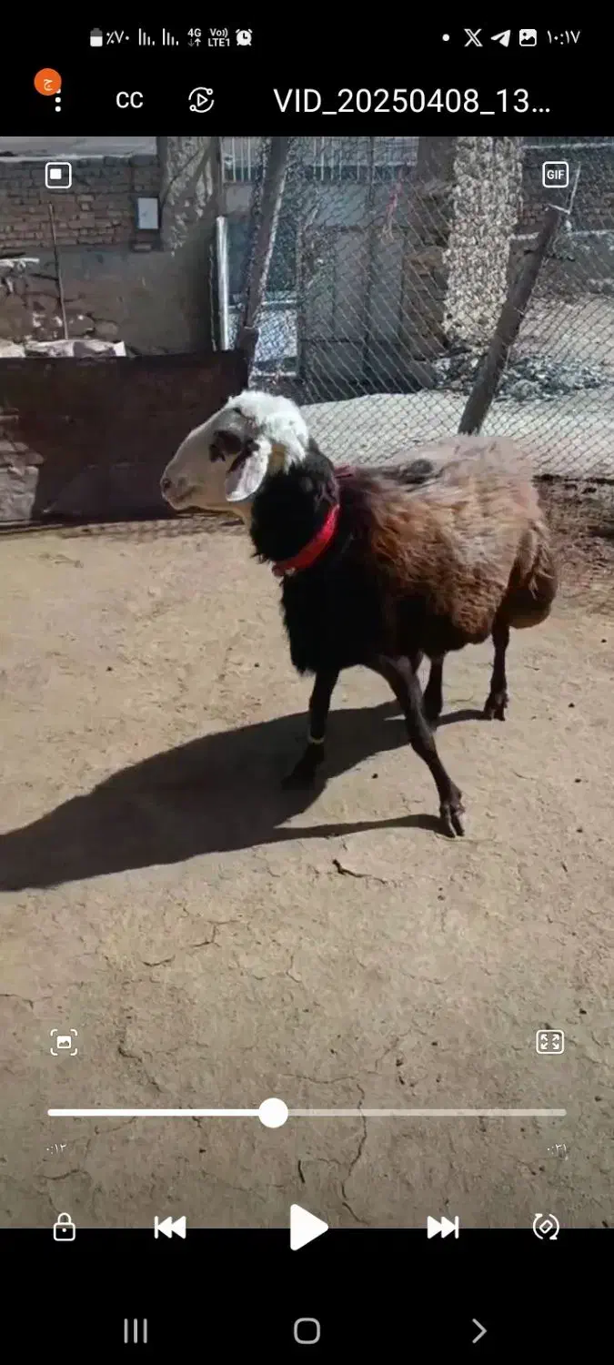 قوچ افشار پلنگی|حیوانات مزرعه|چادگان, |دیوار