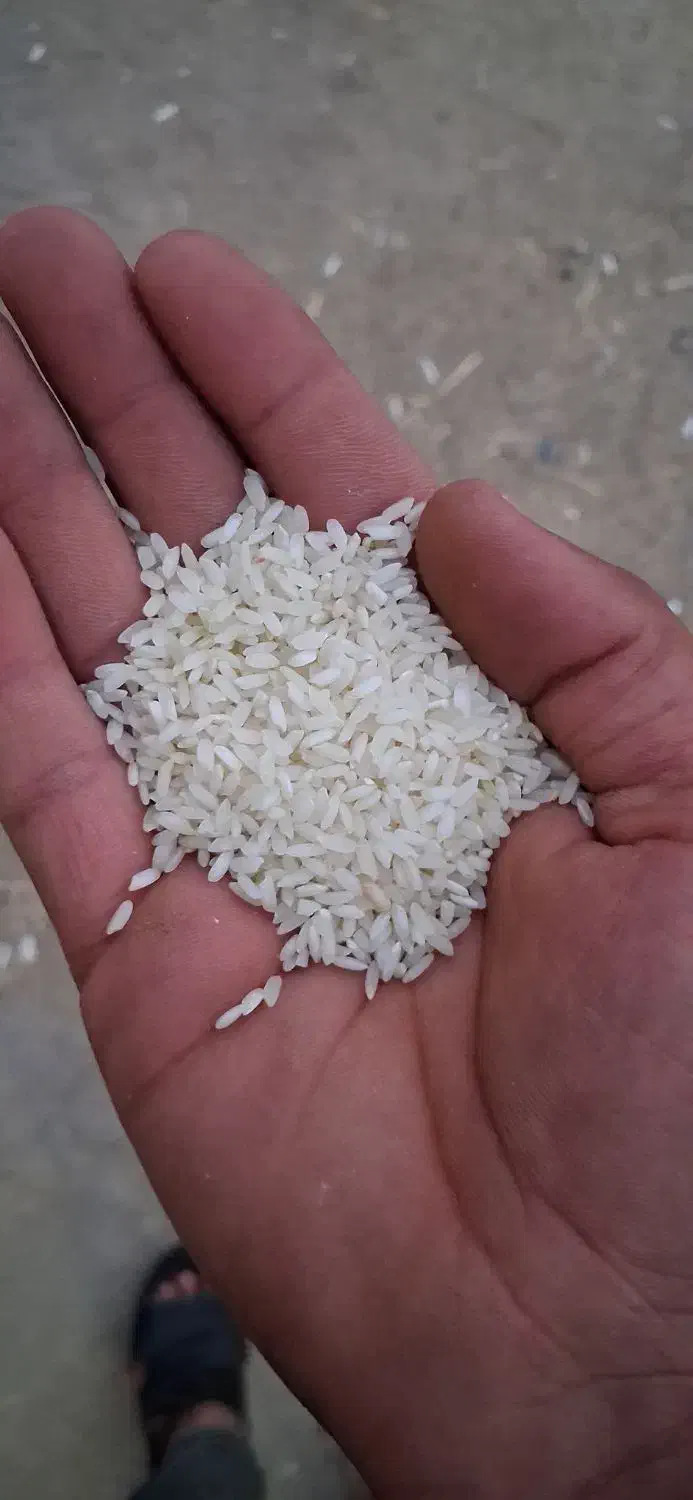 برنج میداوود|خوردنی و آشامیدنی|ایذه, |دیوار