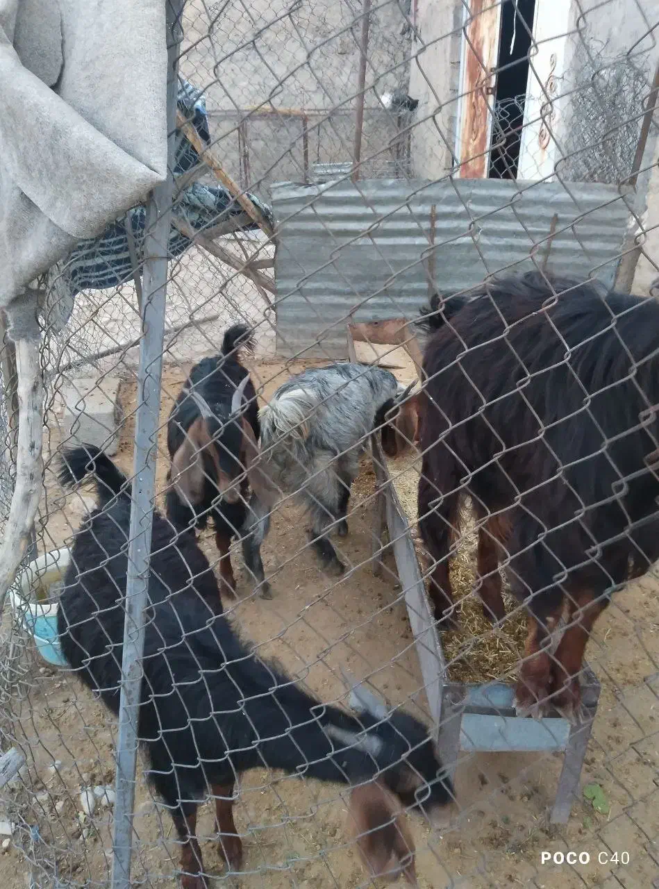 بز جوان|حیوانات مزرعه|چوار, |دیوار