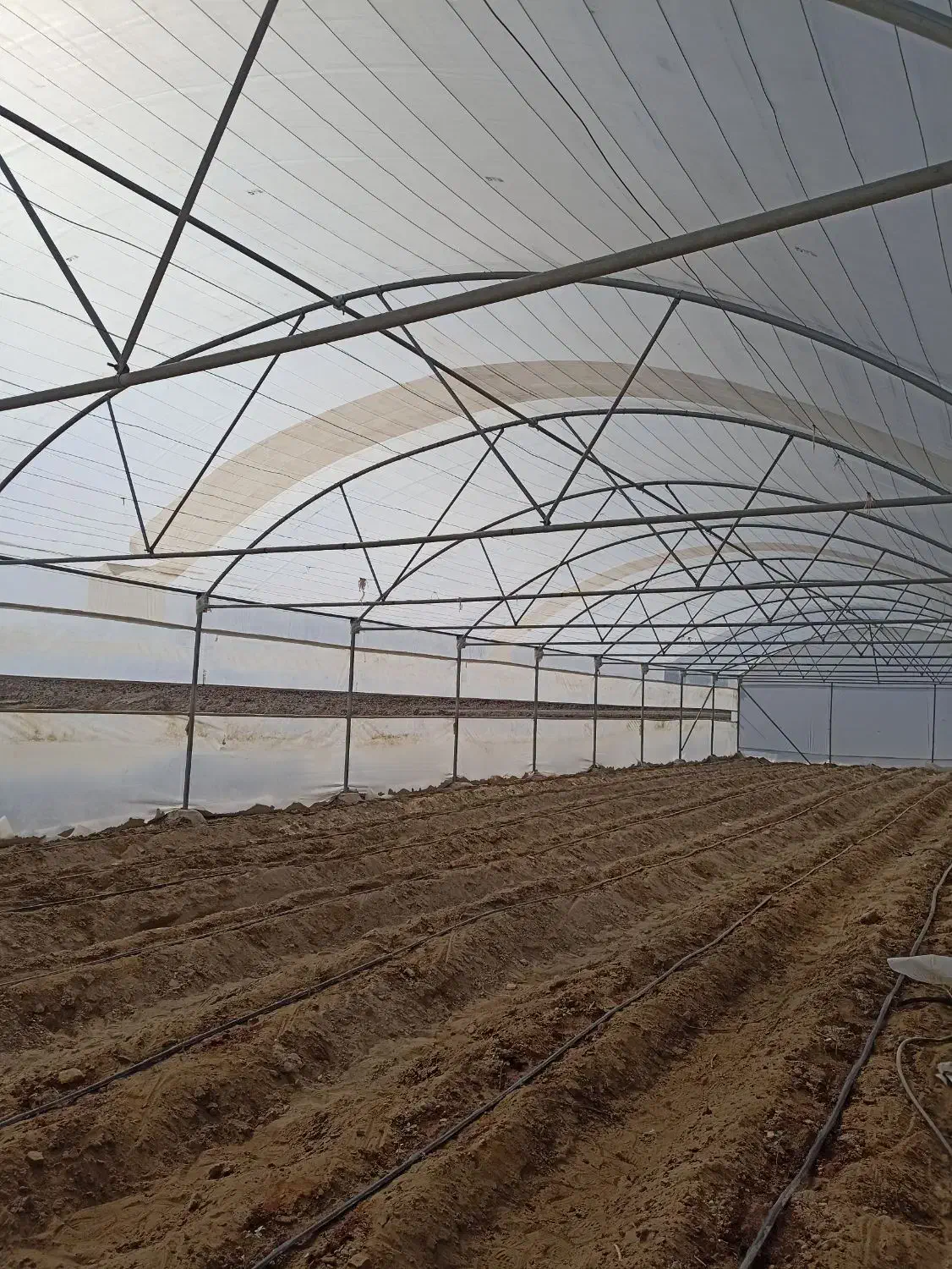 فروش گلخانه خانگی 300متری کاشته شده سوران هست|فروش دفتر صنعتی، کشاورزی، تجاری|سیب و سوران, |دیوار