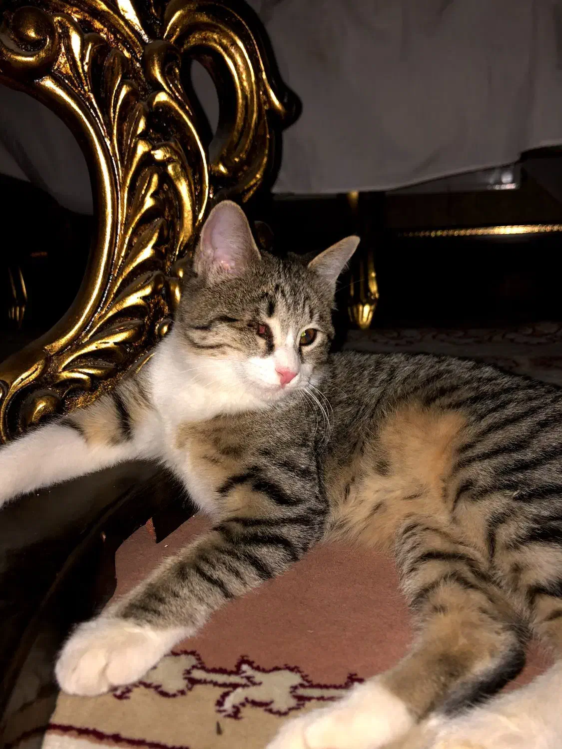 بچه گربه|گربه|کرج, کرج نو|دیوار