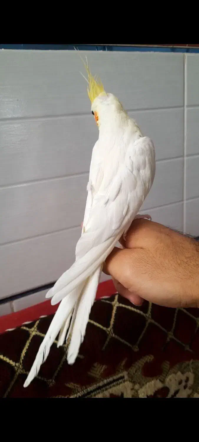 عروس هلندی نر دستی|پرنده|قیدار, |دیوار