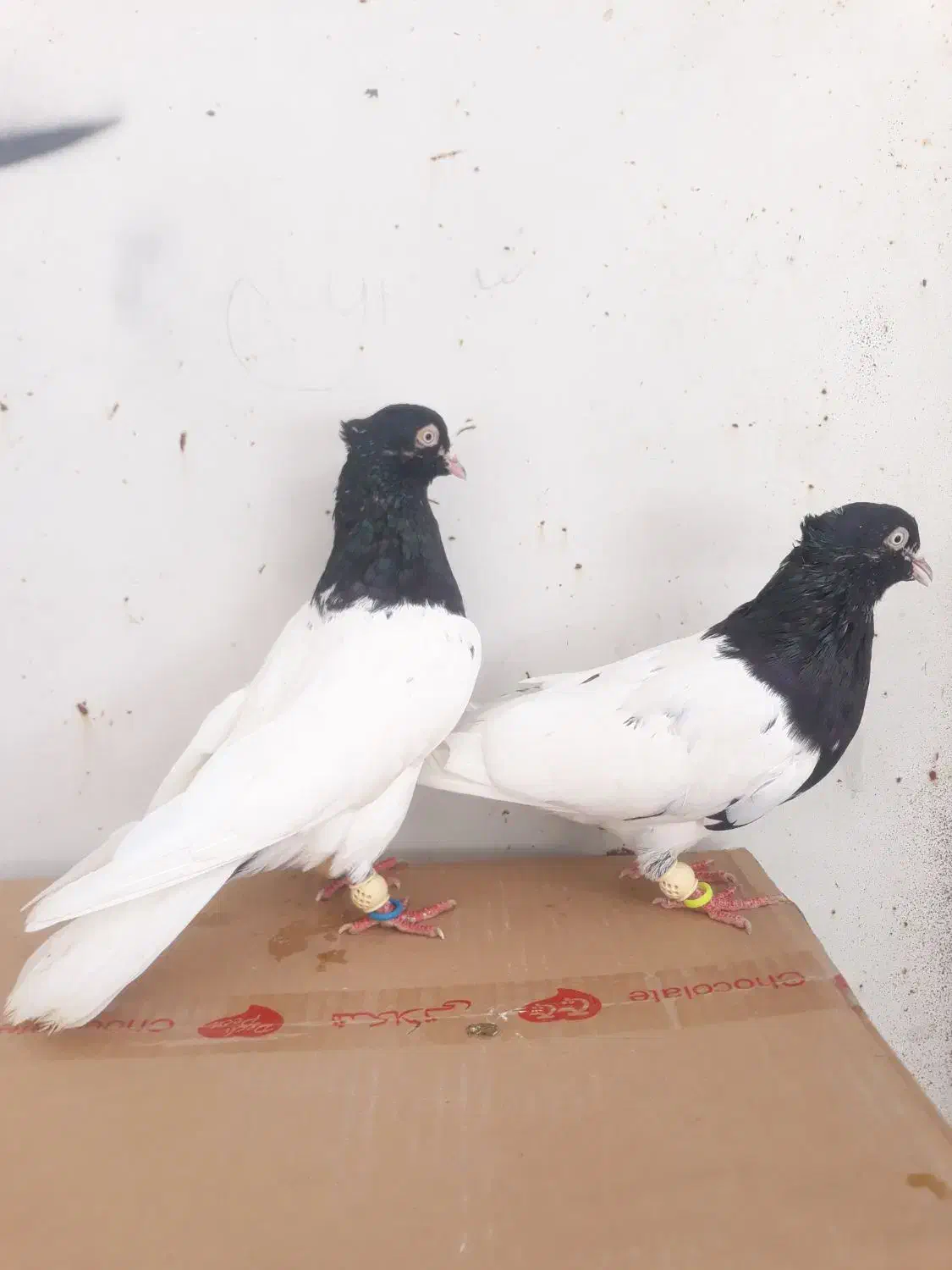 فروش جفت کله سیاه یاهمون کله اهوازی|پرنده|کارون, |دیوار