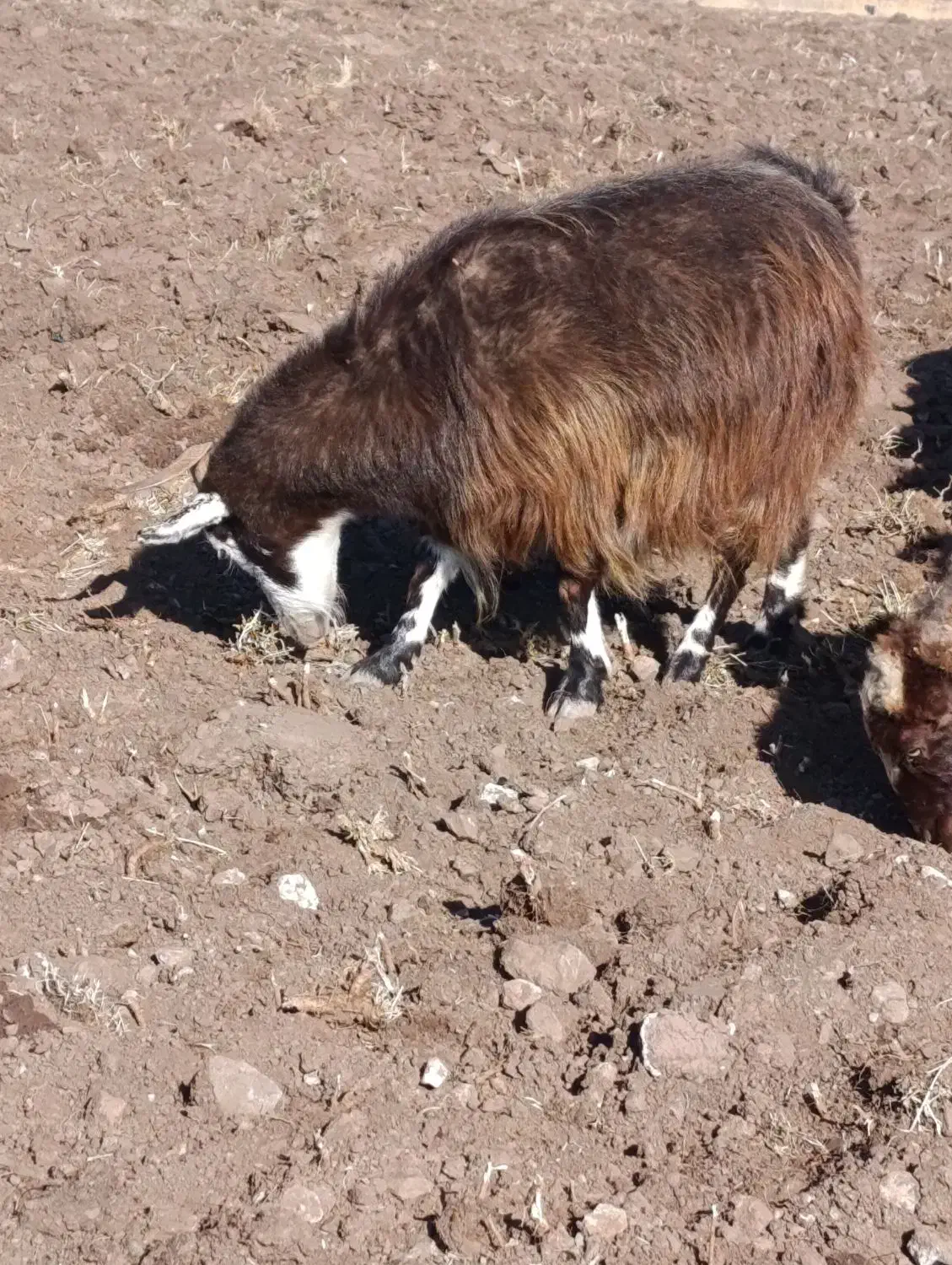 سلام یه بز جوان واسه قربانی|حیوانات مزرعه|فیرورق, |دیوار