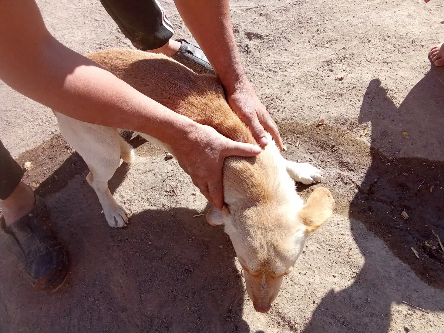 حیوانات|سگ|سبزوار, قصبه شرقی|دیوار