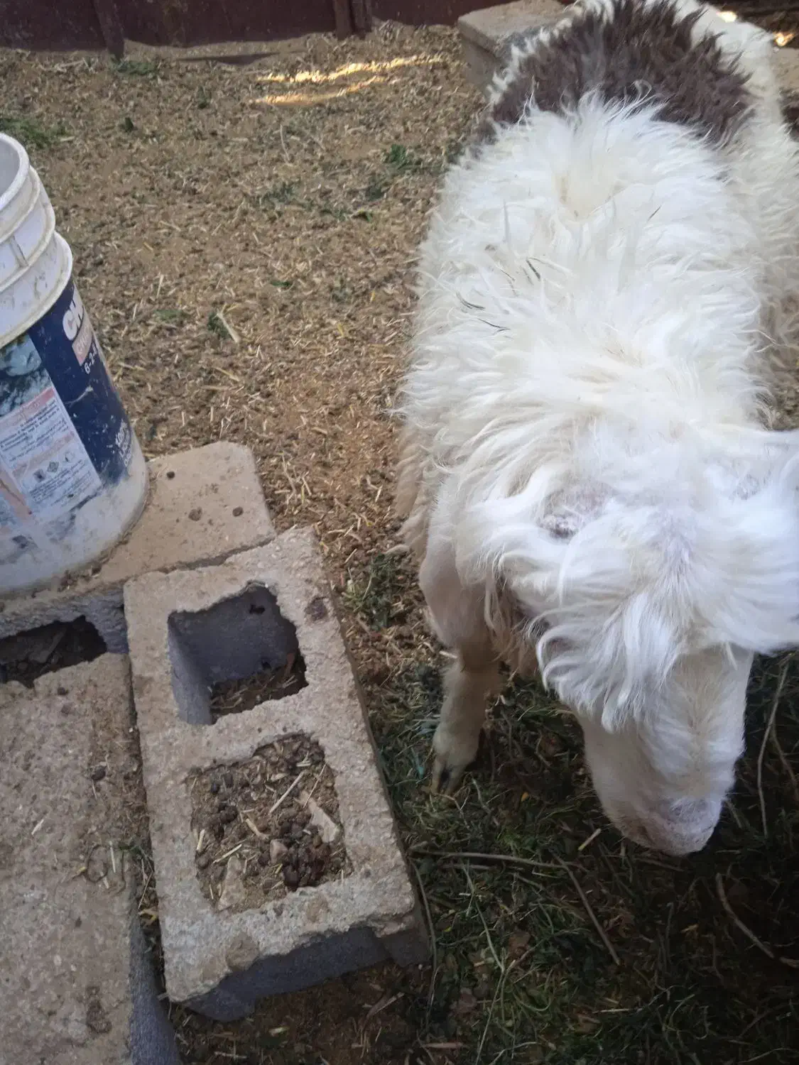 فروش بره نر نژاد شیرازی سر حال و درجه یک|حیوانات مزرعه|نیریز, |دیوار