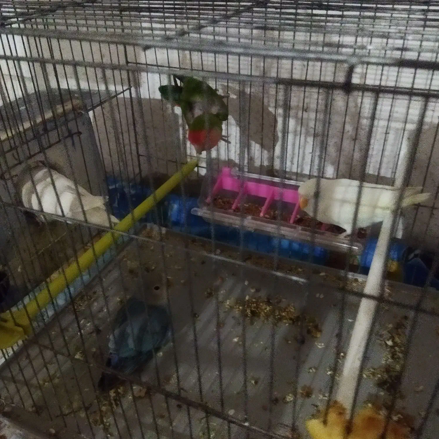 چهارعددطوطک دوتاش بچه هاشن چهارتاهم تخم گذاشتن|پرنده|مرند, |دیوار