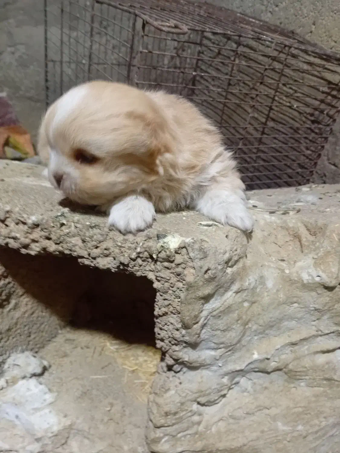 پامر|سگ|کنگاور, |دیوار