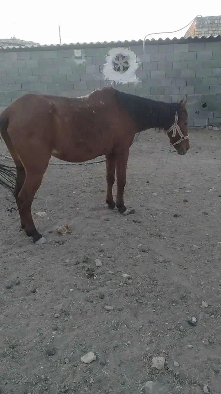 اسب|اسب و تجهیزات اسب‌سواری|ری, صالح آباد جنوبی (باغ رضوان)|دیوار