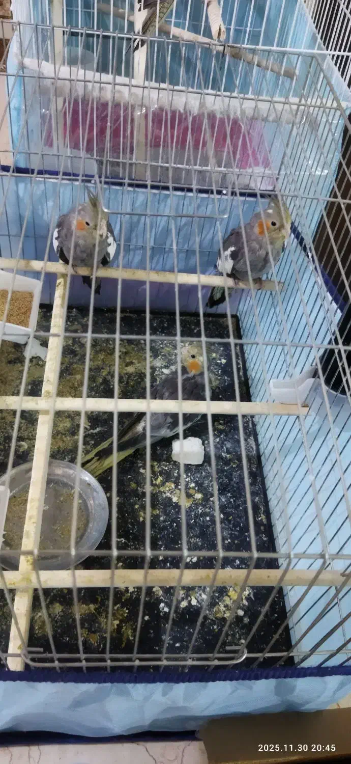 سه عدد عروس با وسایل|پرنده|قم, دروازه ری|دیوار