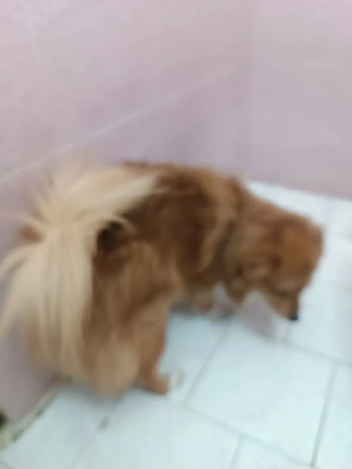 سگ پارمرانین ساکت وبانمک|سگ|تهران, علم و صنعت|دیوار