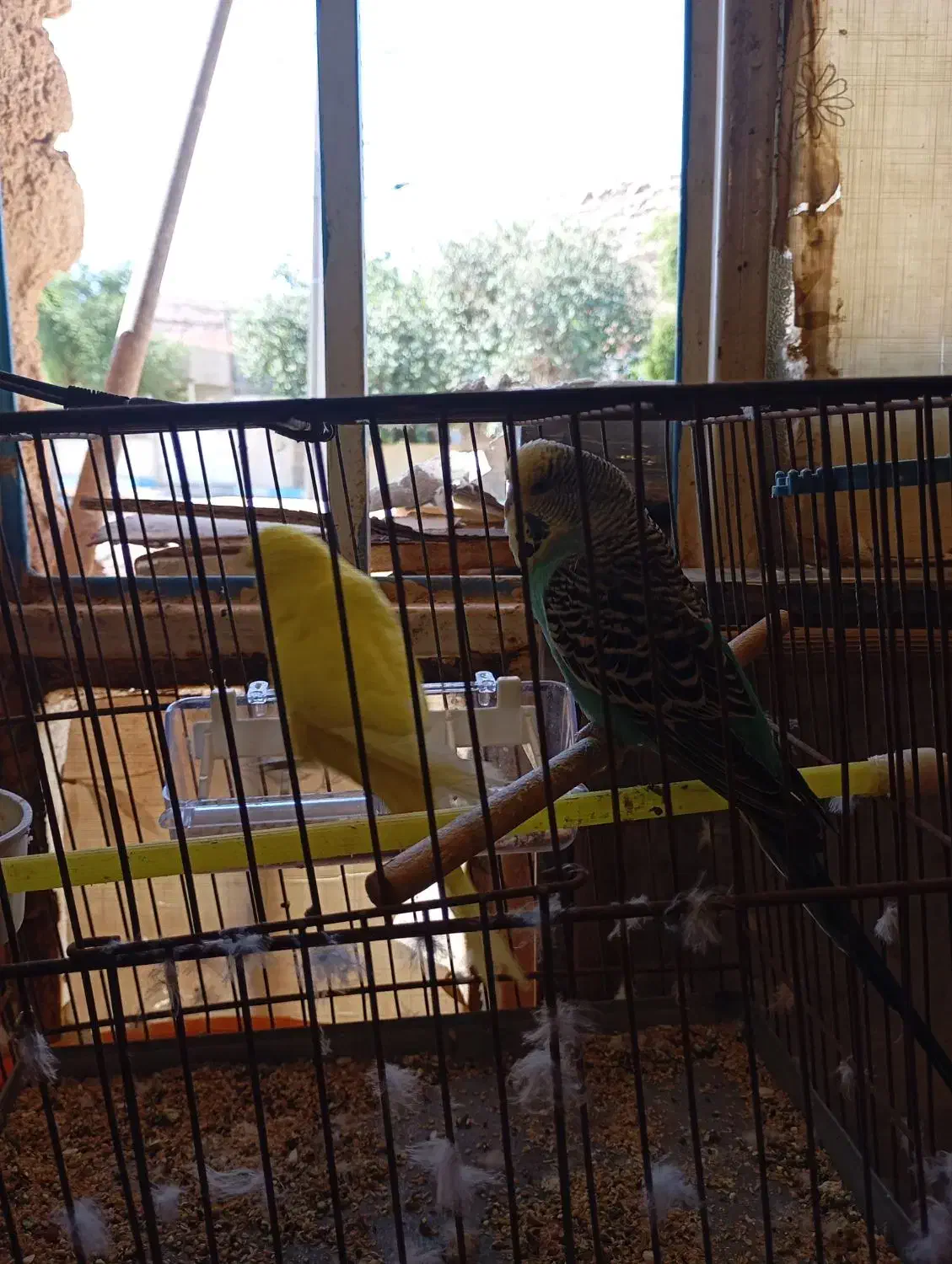 مرغ عشق نروماده سالم آمادهی تخم گذاری|پرنده|مسجد سلیمان, |دیوار