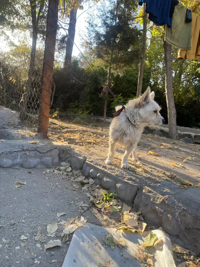 سگ پاکوتاه تربیت شده|سگ|کرمان, |دیوار