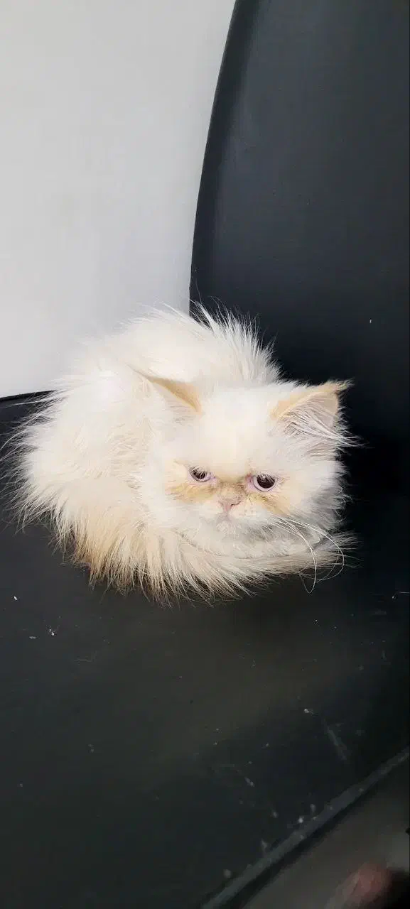 فروش گربه پرشین سفید|گربه|گنبد کاووس, |دیوار