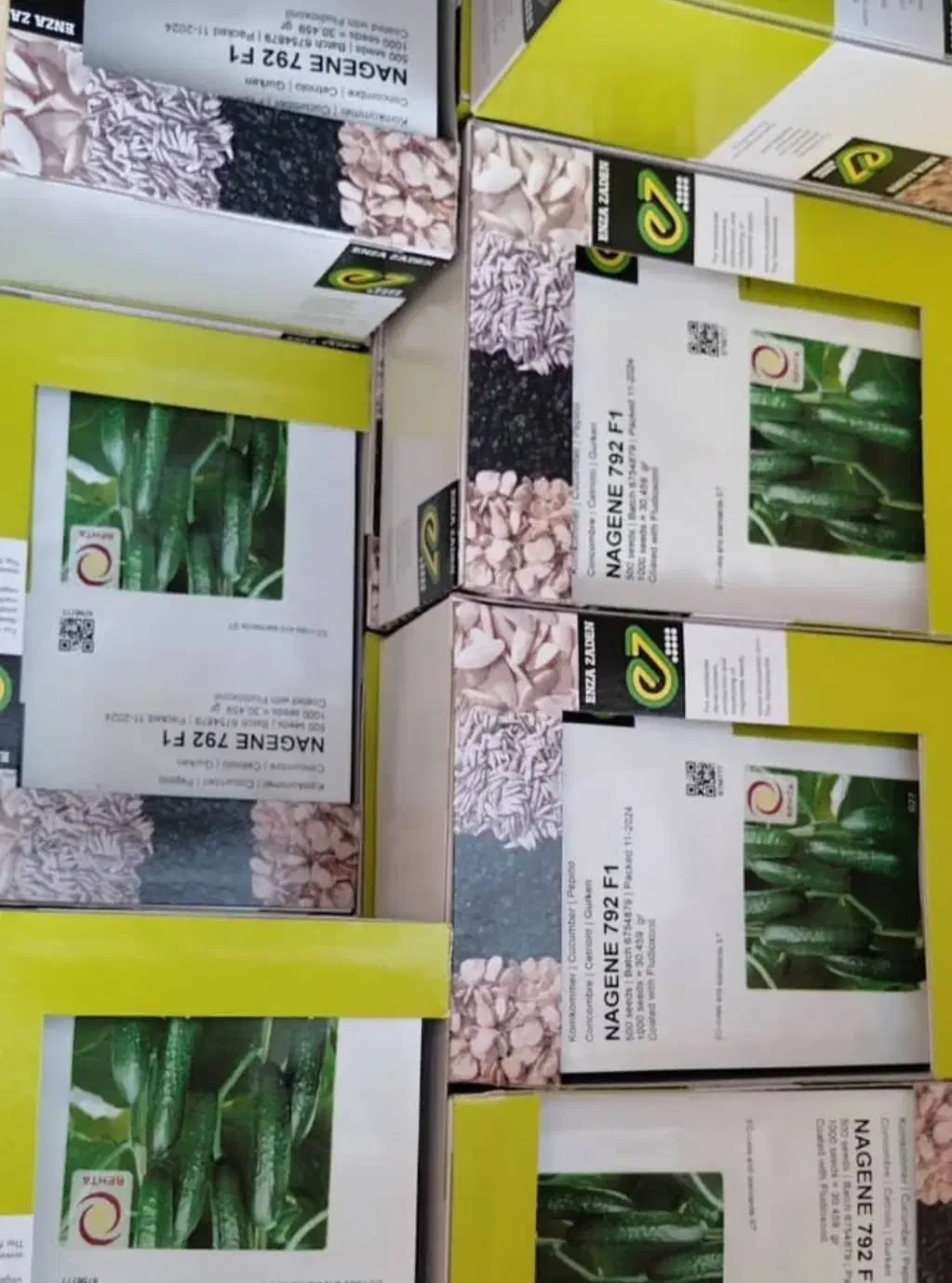 بذر خیار گلخانهای ناگین به تعداد محدود|حراج|اهر, |دیوار