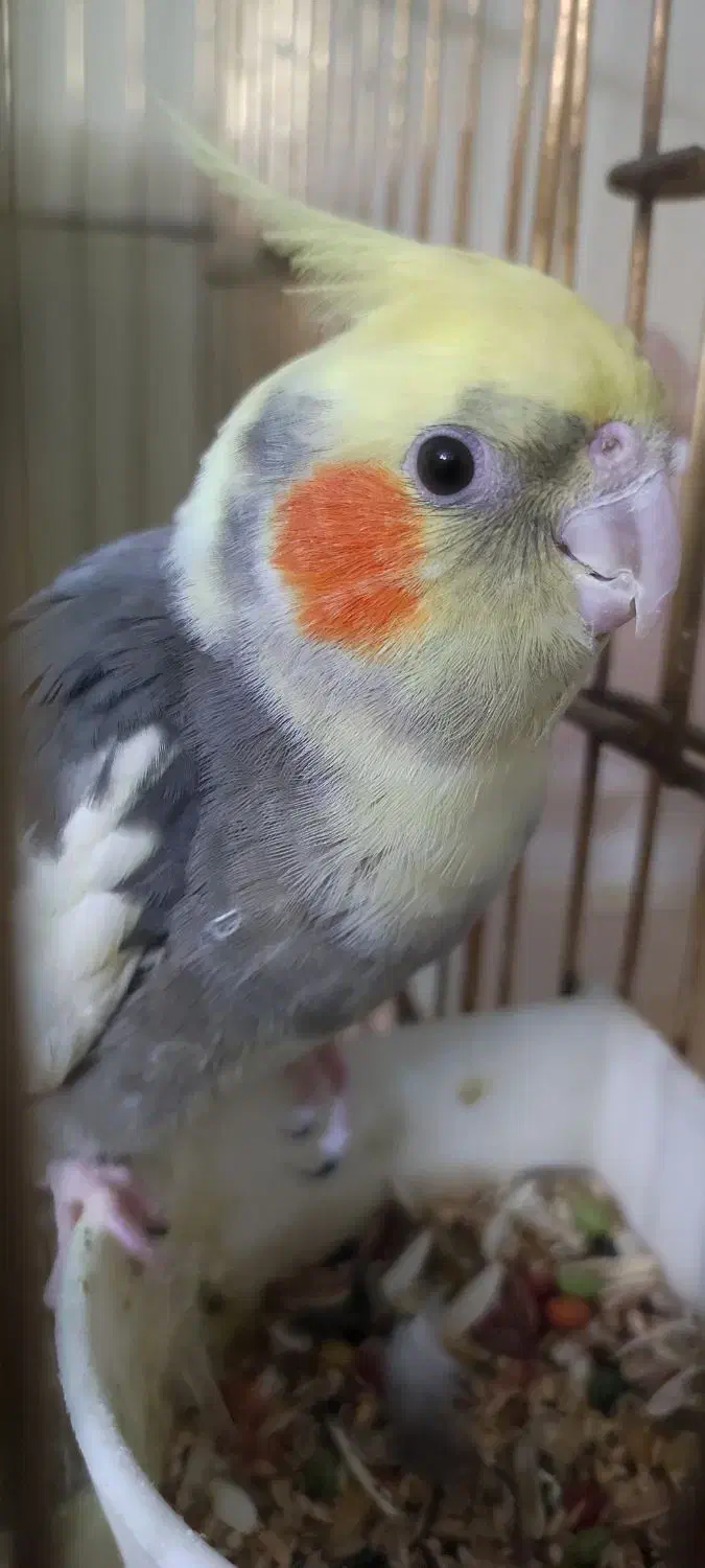 عروس هلندی|پرنده|تهران, جنتآباد مرکزی|دیوار