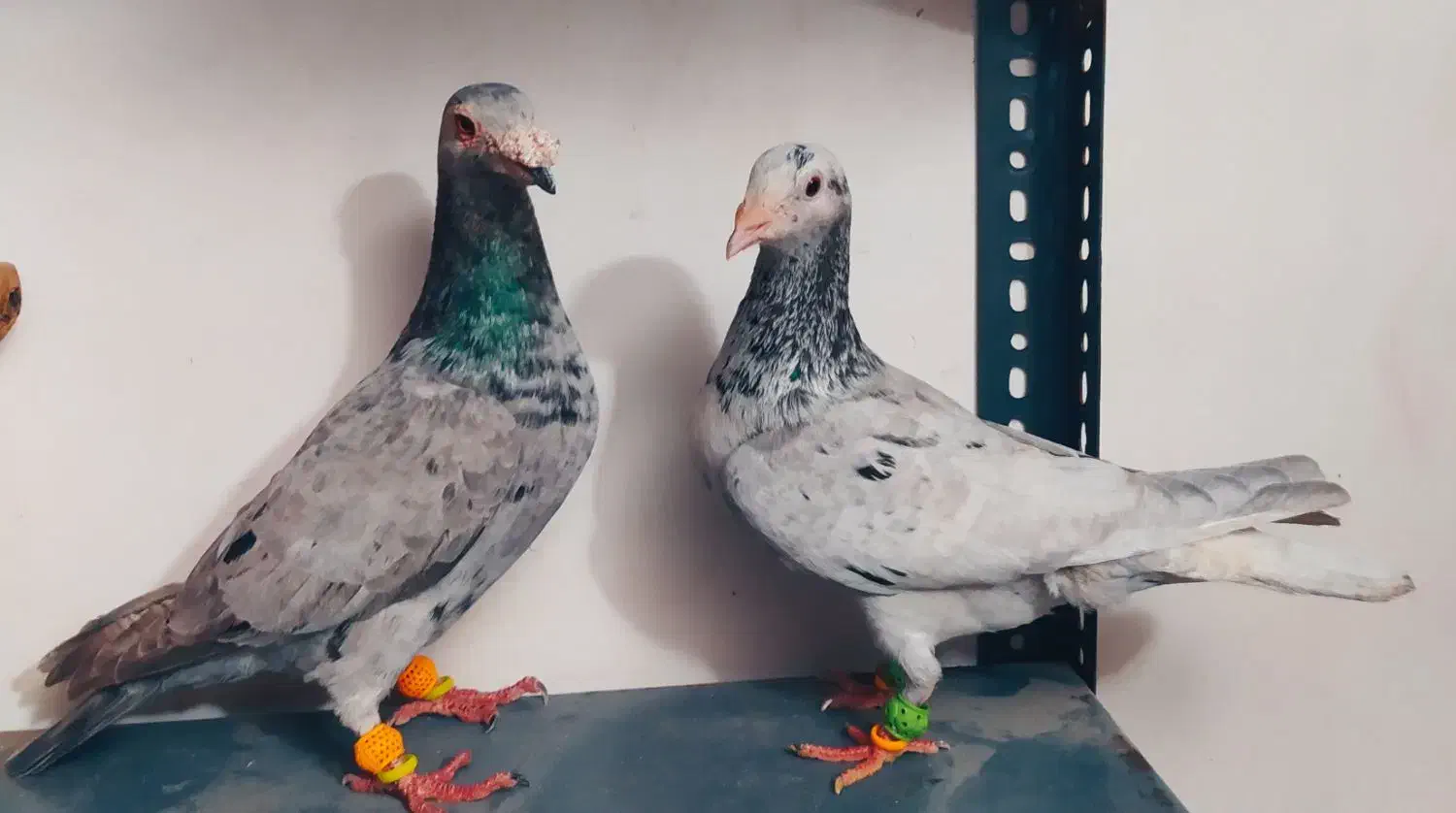 کبوتر صید|پرنده|شیروان (خراسان), |دیوار