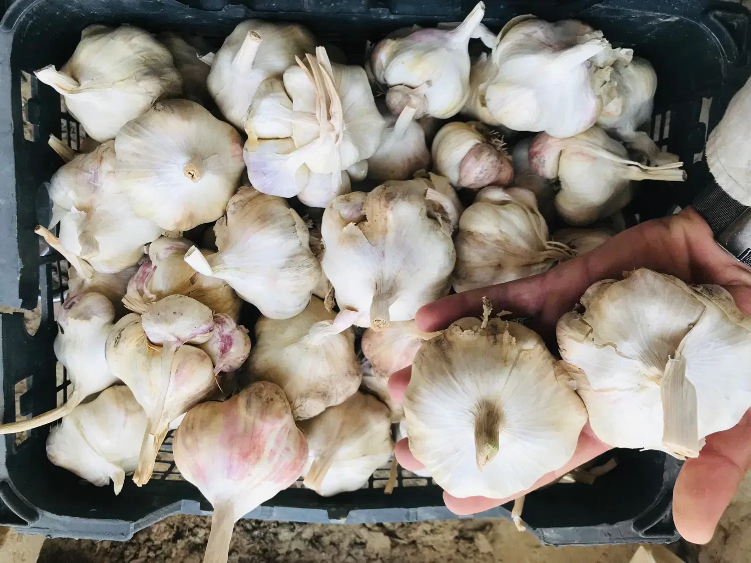 سیر بذر|خوردنی و آشامیدنی|قره چای, |دیوار