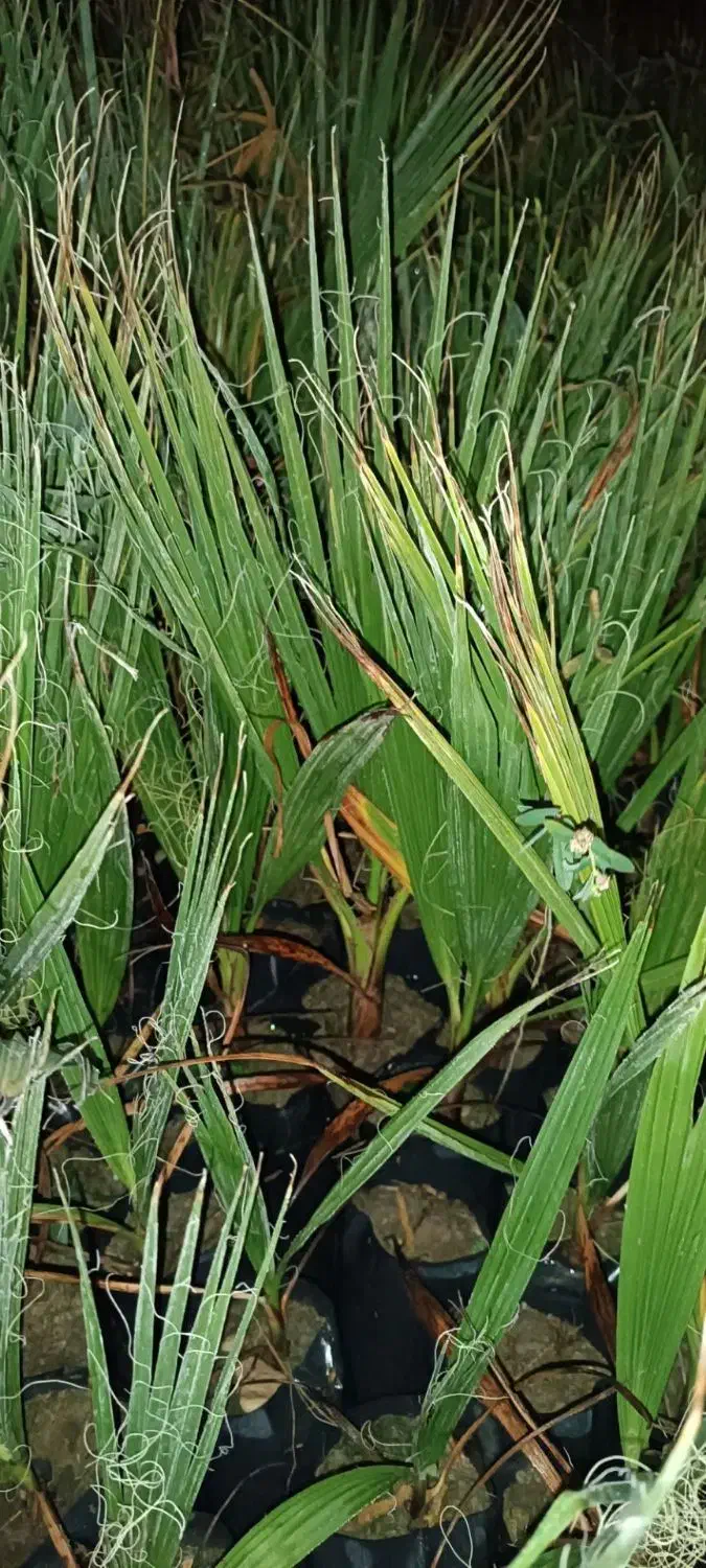 نخل پالم تنه قرمز واشنگتن ۷ماهه و ۳ساله|خدمات باغبانی و درختکاری|لیکک, |دیوار