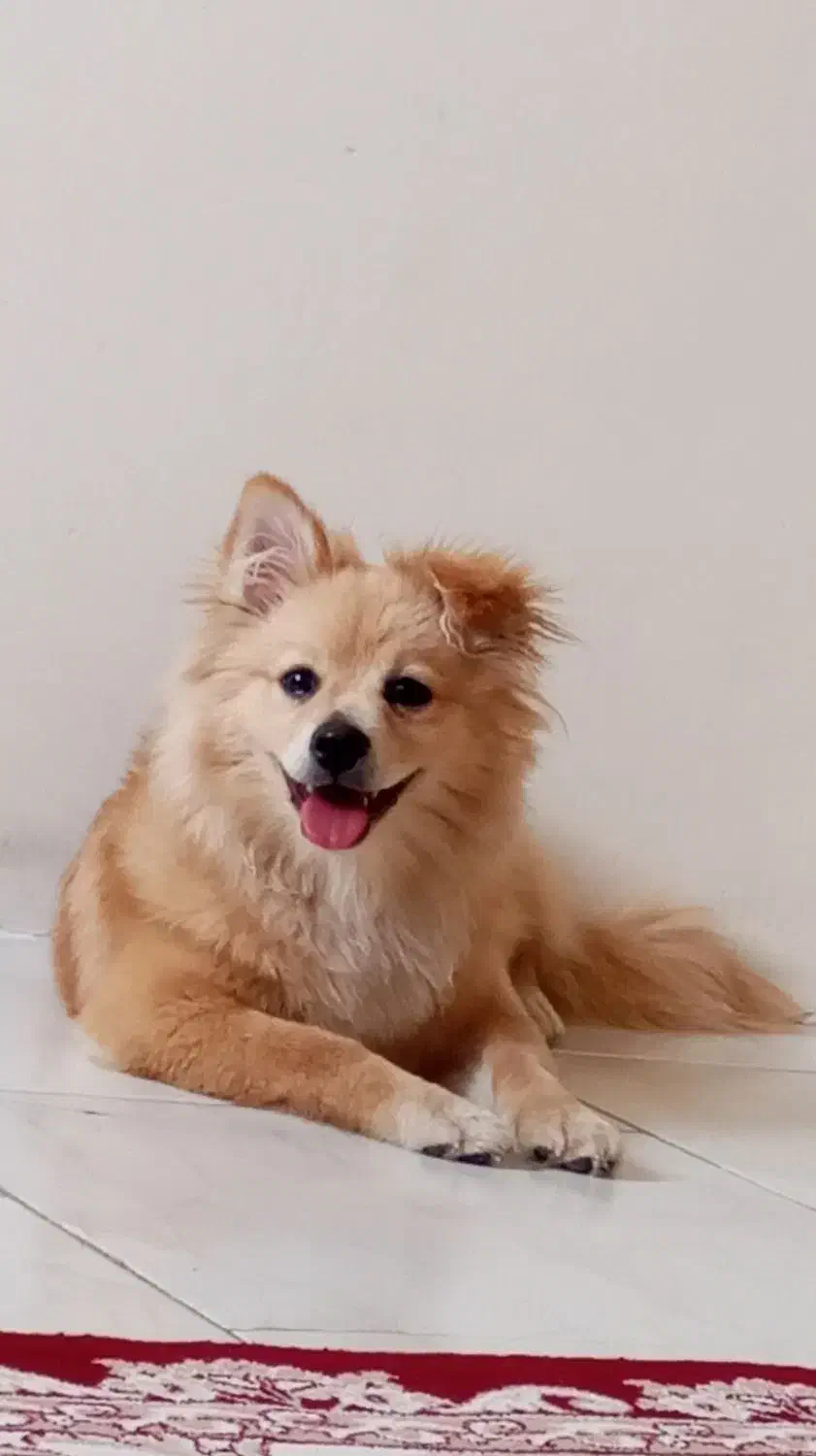 حیوان|سگ|قدس, شهرقدس|دیوار