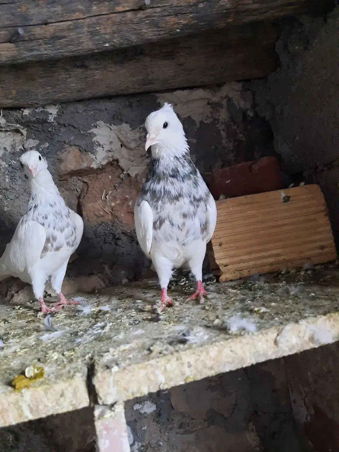 طوقی|پرنده|سرپل ذهاب, |دیوار