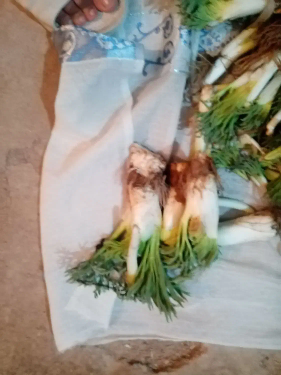 کما ارزان|گل و گیاه طبیعی|بیرجند, |دیوار